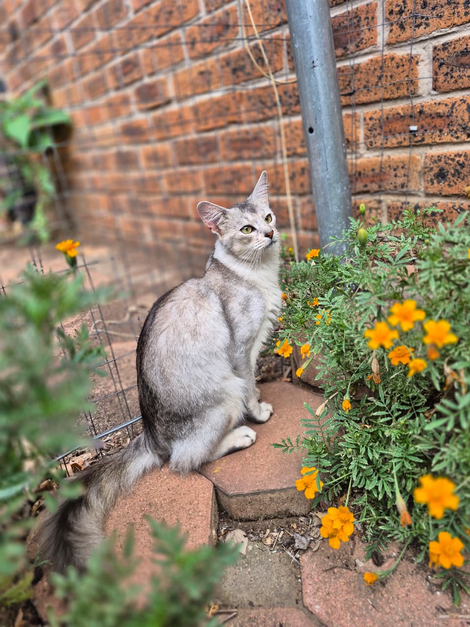 Somali kitten available from DreamGiver cattery Johannesburg