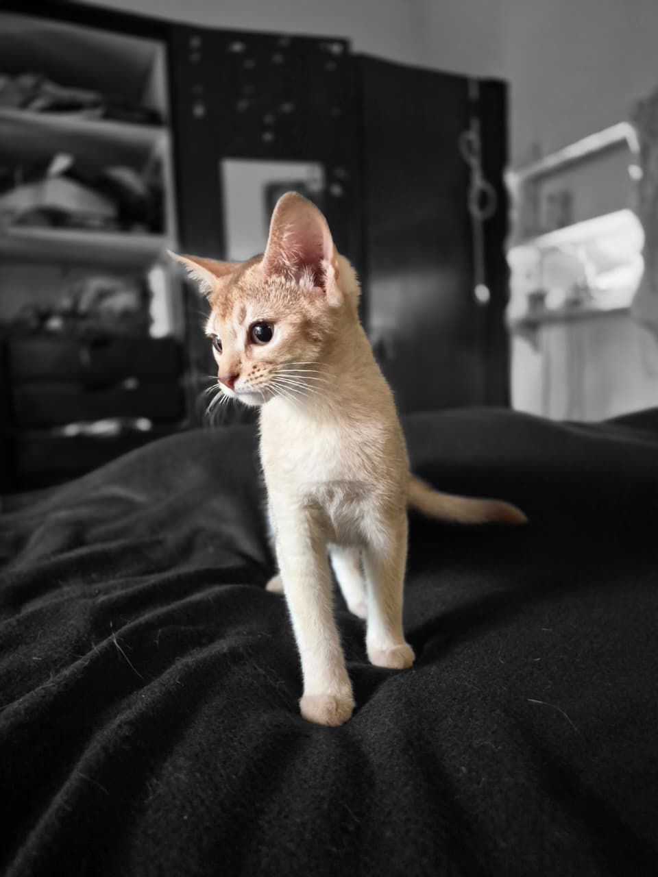 Beautiful Somali cat at DreamGiver cattery
