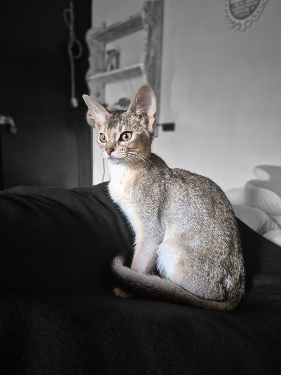 Somali cats raised with love at DreamGiver Johannesburg