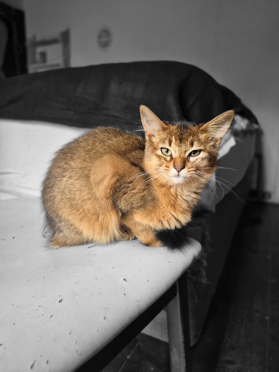 Well-socialised Somali cat from DreamGiver cattery