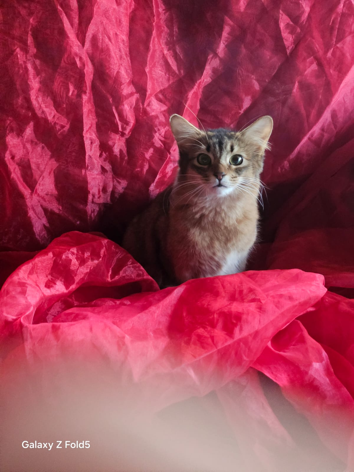 Somali cat breed South Africa DreamGiver