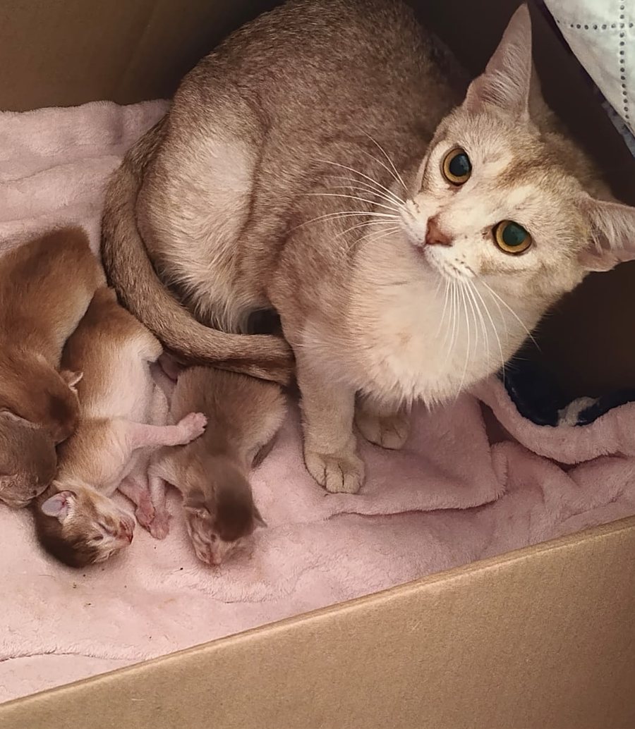 DreamGiver Kaleidoscope Dreams (Arno), Fawn Silver Abyssinian variant queen, with her four newborn Somali kittens