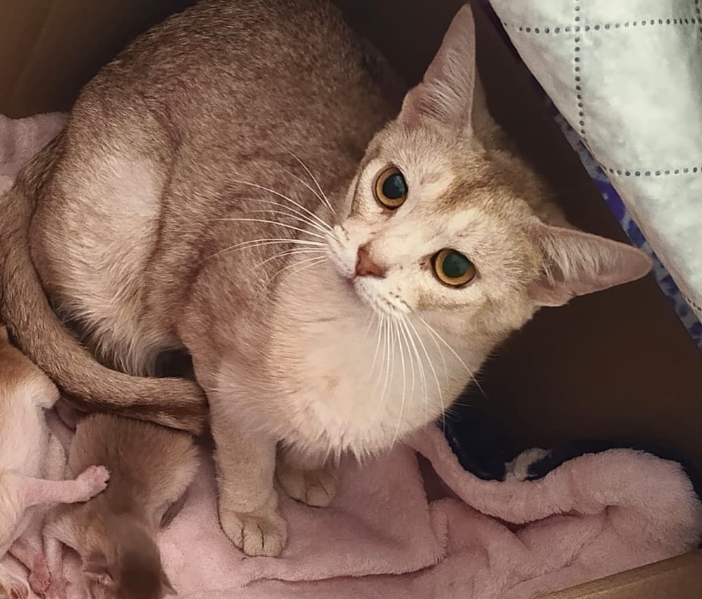 DreamGiver Kaleidoscope Dreams (Arno), Fawn Silver Abyssinian variant queen at DreamGiver Cattery Johannesburg