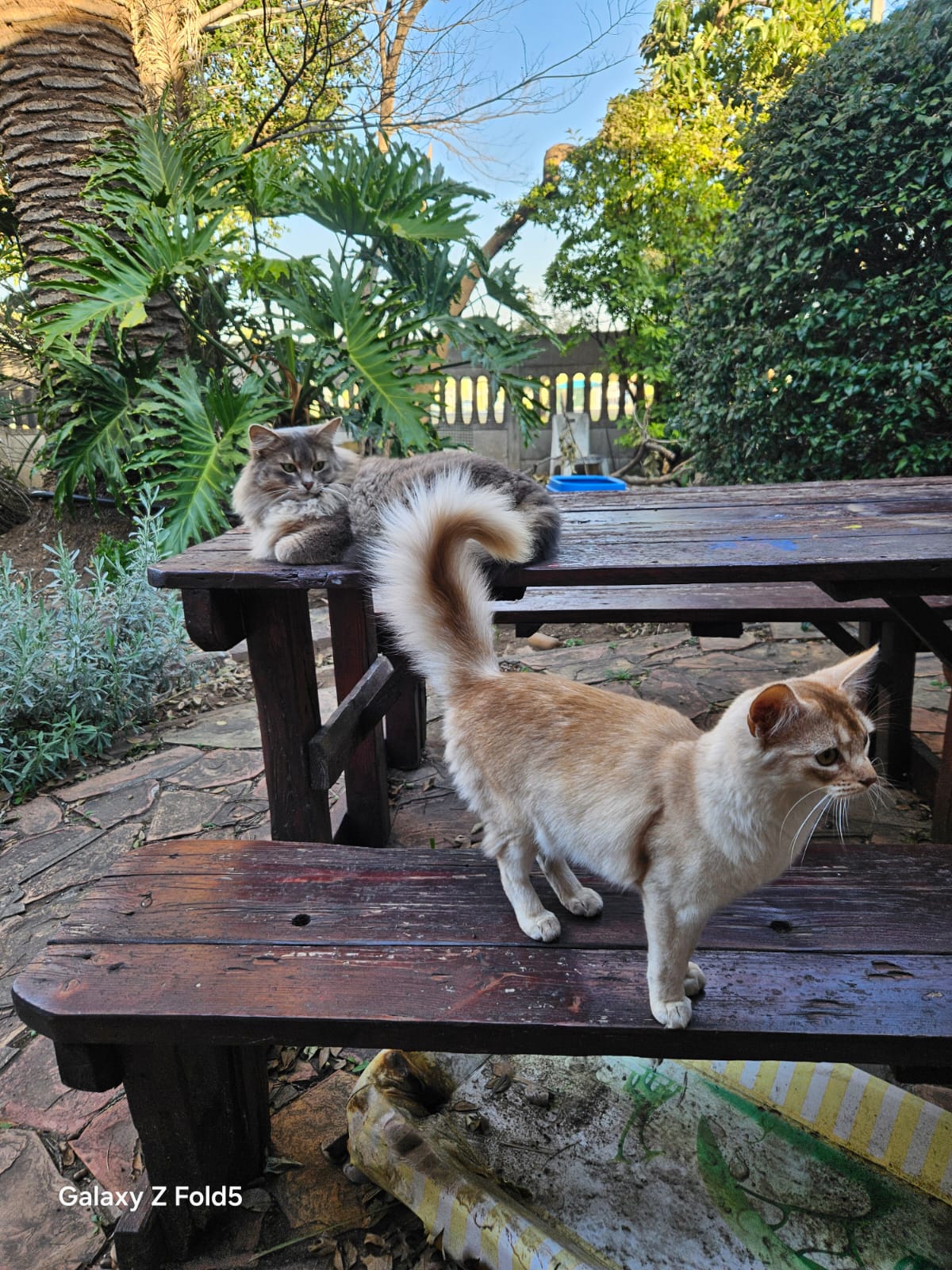 Somali cat lounging gracefully