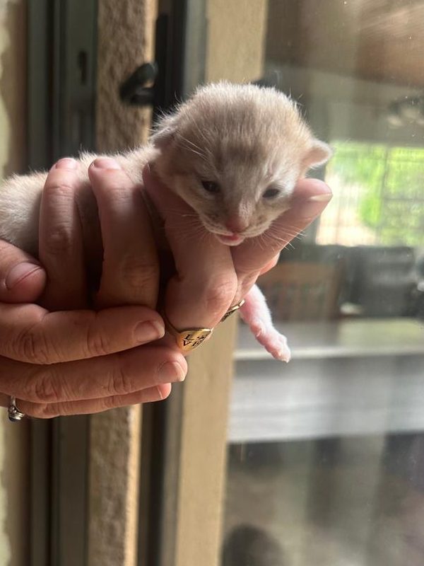 DreamGiver Ultimate Dreams, Fawn Silver female Somali kitten available from DreamGiver Cattery Johannesburg