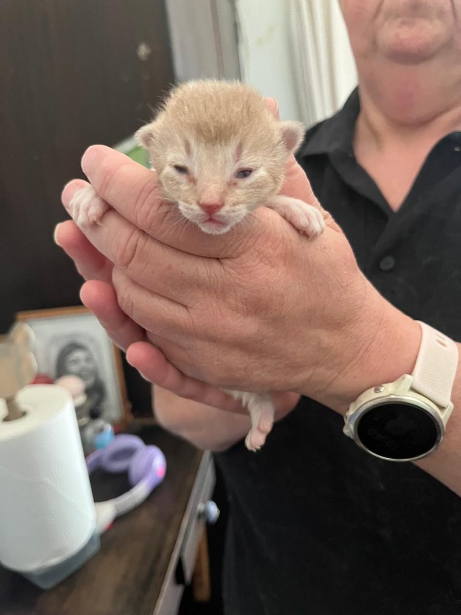DreamGiver Unforgettable Dreams, Fawn Silver female Somali kitten available from DreamGiver Cattery Johannesburg