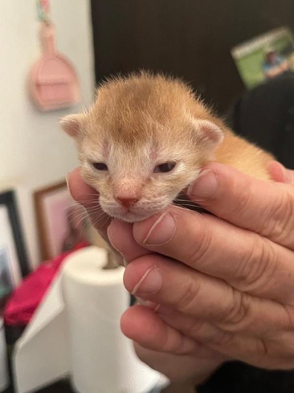 DreamGiver Unspoken Dreams, Sorrel Silver male Somali kitten available from DreamGiver Cattery Johannesburg