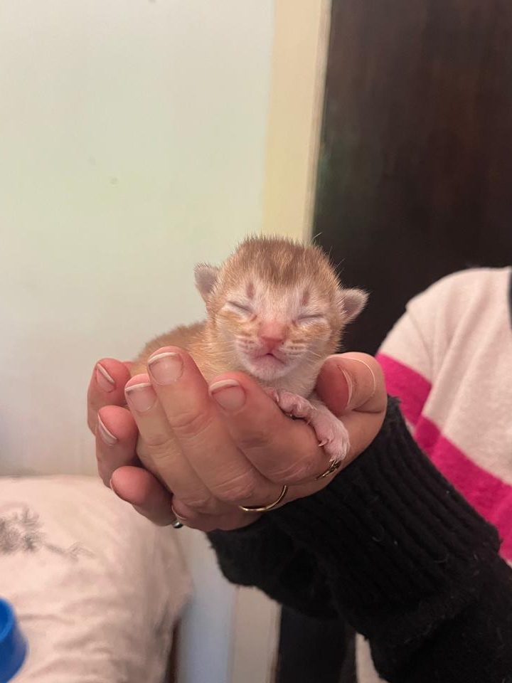 DreamGiver Utopian Dreams, Sorrel Silver male Somali kitten available from DreamGiver Cattery Johannesburg